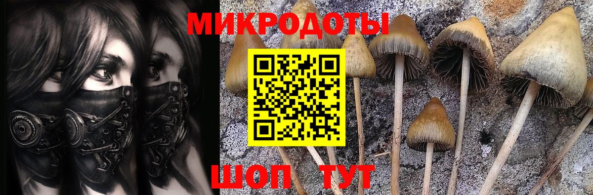 Галлюциногенные грибы Psilocybe Мичуринск